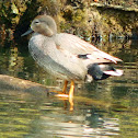 Gadwall