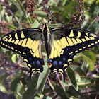 Anise swallowtail