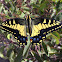 Anise swallowtail