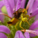 Ambush Bug