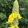 Common mullein