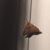 Snout Moth