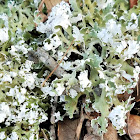 Resurrection Cladonia