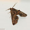 Large Paectes moth