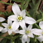 Star of Bethlehem