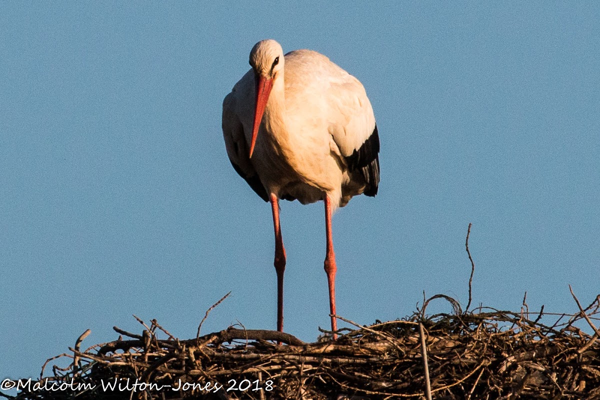 White Stork