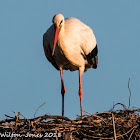 White Stork