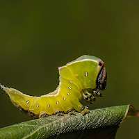 Maraviglie della natura di 