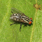 Common Flesh Fly