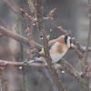 Goldfinch