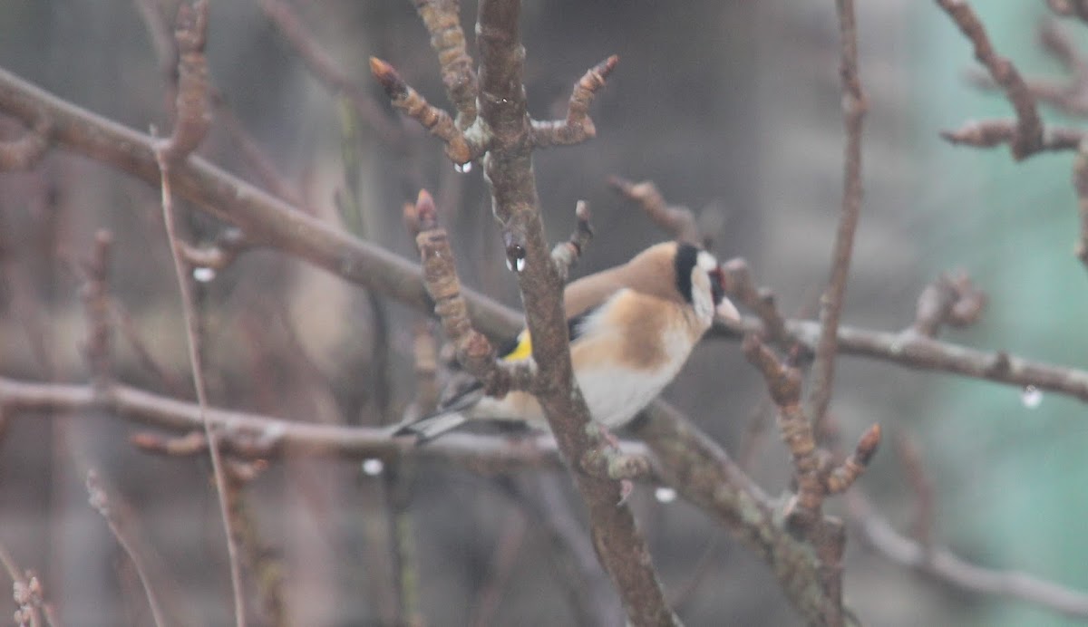 Goldfinch