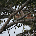 Two-toed sloth