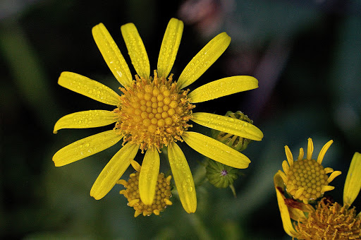 Senecio jacobaea