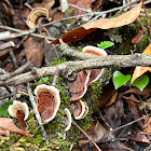 Bracket Fungi