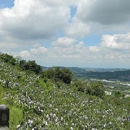 玉井 綠色空間