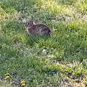 Eastern cottontail