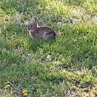 Eastern cottontail