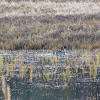 Northern Pintail