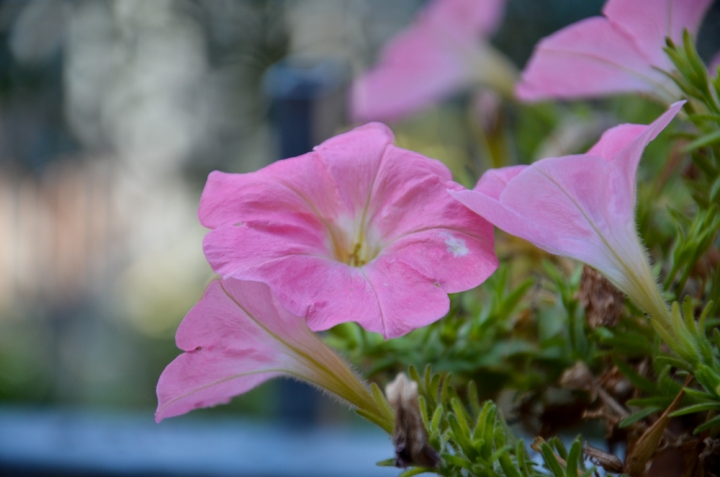 Il rosa di un fiore di wulwais