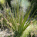 Yucca