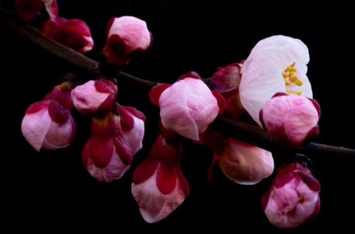 Fiori rosa, fiori ... d'albicocco di tolmino