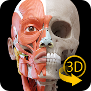 Muscular System - 3D Anatomy