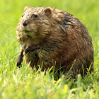 Muskrat (Adult)