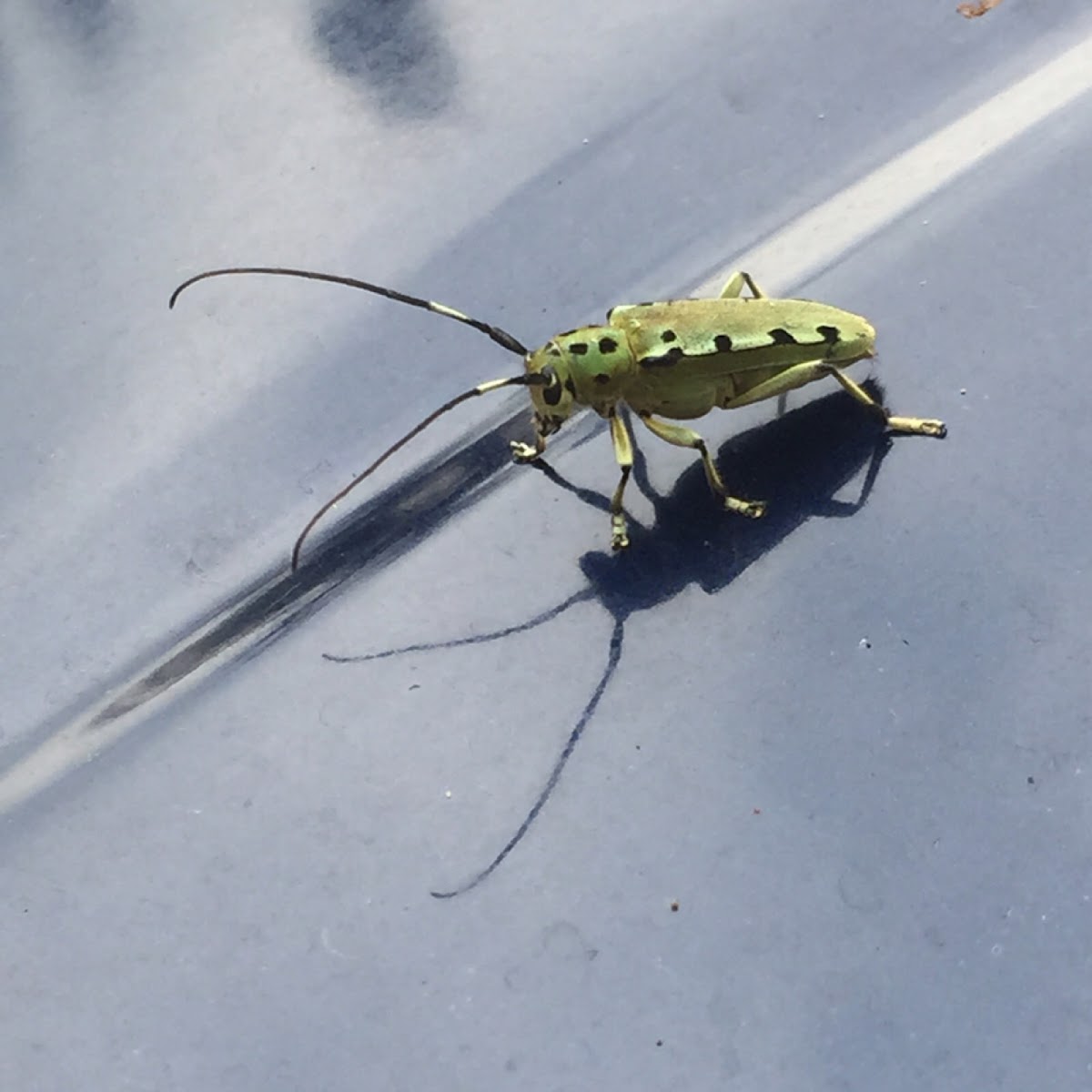 Long-horned beetle