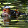 Mandarin Duck