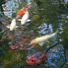 Koi or Japanese Carp