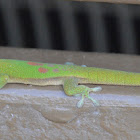 Gold dust day gecko