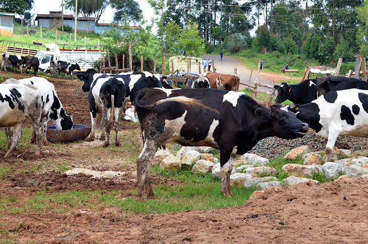 Friesian Cows grazing in Homa Bay county.