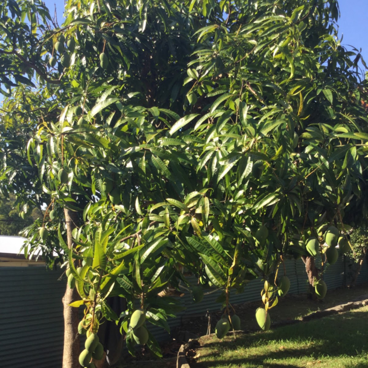 Mango Tree