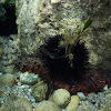 Tubular sea cucumber