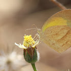 Spotless Grass Yellow