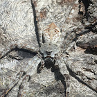 Whitebanded Fishing Spider