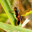 Great Golden Digger Wasp