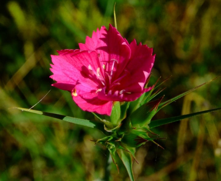 Fiori di Vecoli Lu di stefanoba19