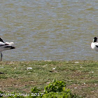 Avocet