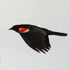 Red-winged Blackbird (male)