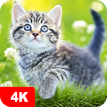 Cover Image of Unduh Cat Wallpapers & Kitten Backgrounds 4.7.9.5 APK