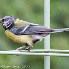 Great Tit