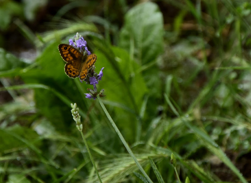 Delicato sostegno di viola_settesoldi