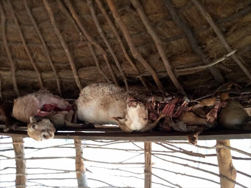 Some of the sheep killed by the hyena on Friday, February 9, 2019 /JOSEPH KANGOGO