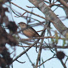 Louisiana Waterthrush