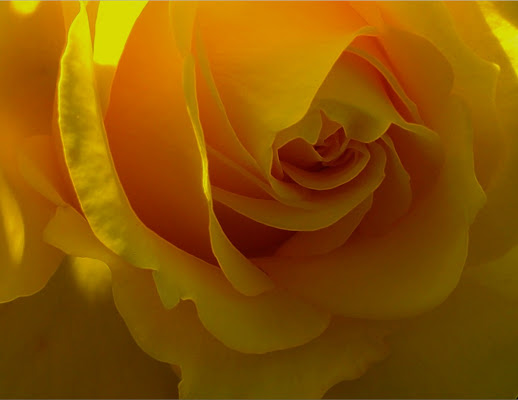 Tutto il giallo in una rosa di marisa_serafini
