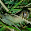 Large Yellow Underwing Moth [CATERPILLAR]