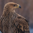 Eastern imperial eagle