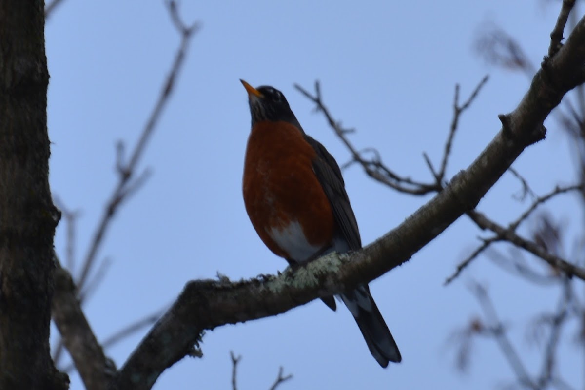 American Robin