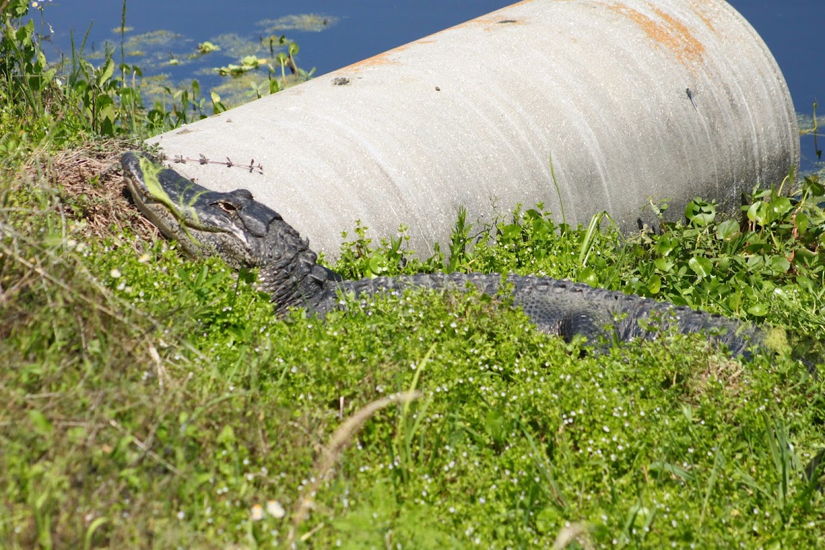 American Alligator